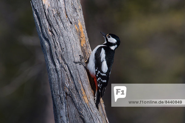 Europe  Sweden  Hamra  avian  woodpecker  great spotted woodpecker  forest