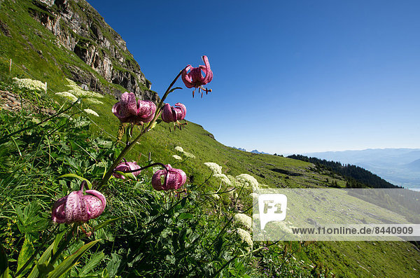 Switzerland  Europe  Churfirsten  Landscape  Mountain  flower meadow  lily  Lilium martagon  Gamserrugg  summer  morning