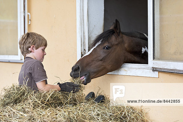 Junge fütterndes Pferd im Stall