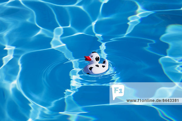 Italy  swimming pool  floating football duck