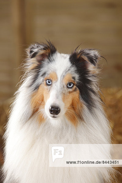 Porträt von blue-merle Sheltie  Shetland Sheepdog