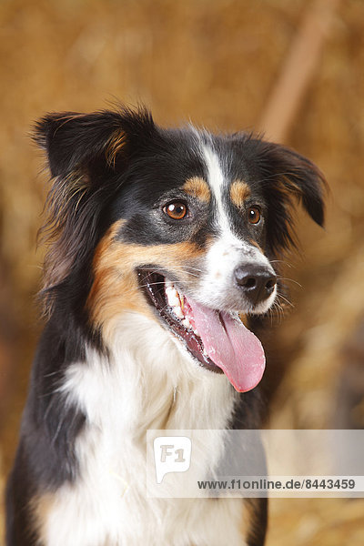 Porträt des Australischen Schäferhundes  Nahaufnahme
