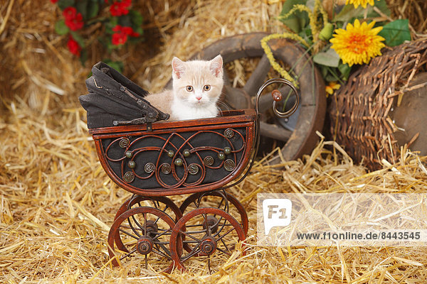 Britisch Kurzhaar  Kätzchen sitzend in einem altmodischen Puppenwagen