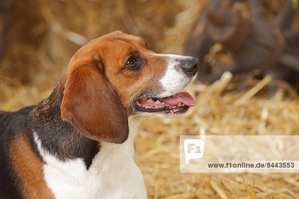 Portrait of beagle  close-up