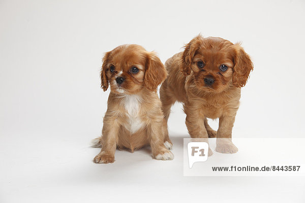 Two Cavalier King Charles spaniel puppies in front of white background