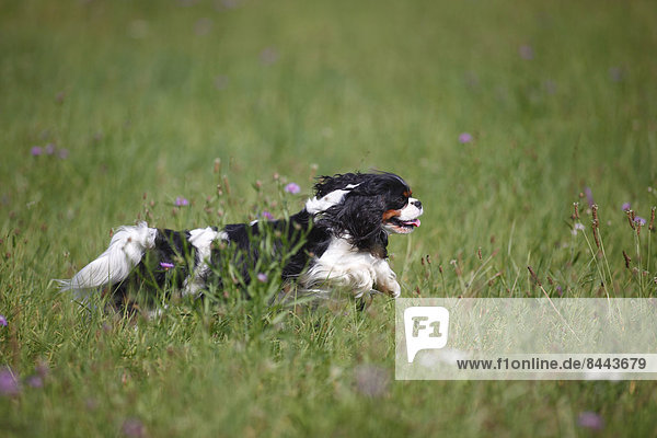 Cavalier King Charles spaniel running in a meadow