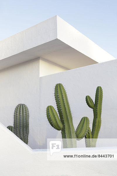 Spanien  Lanzarote  Puerto del Carmen  Kaktus wächst zwischen den Mauern