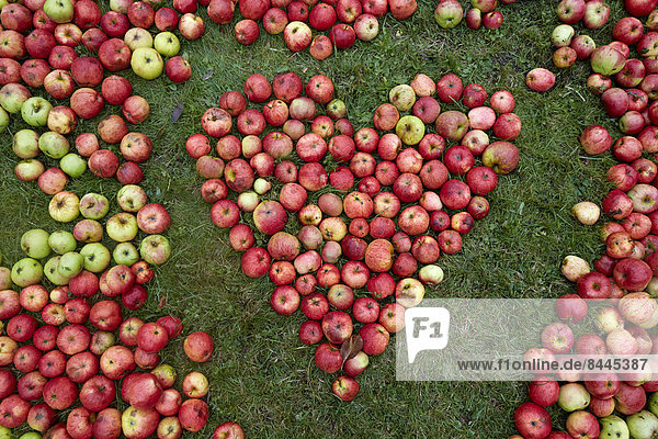 Deutschland  Schleswig-Holstein  Herzform mit Äpfeln