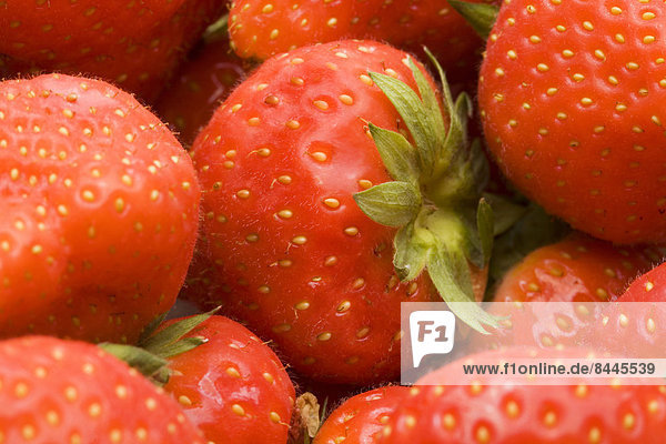 Erdbeeren (Fragaria)  Studioaufnahme