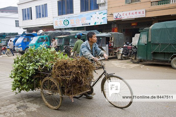 Mann  Tag  Tradition  Transport  Baum  jung  China  anpflanzen  Dreirad