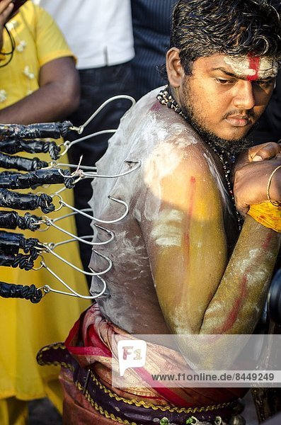 A devotee has his back pierced with hooks  in preparation of Thaipusam festival  Batu Caves  Kuala Lumpur  Malaysia  Southeast Asia  Asia