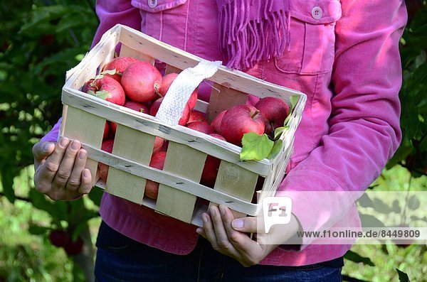 Woman holding basket with apples  close-up