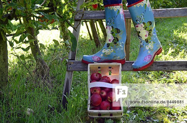 Frau in Gummistiefeln auf Leiter und Korb mit Äpfeln  close-up