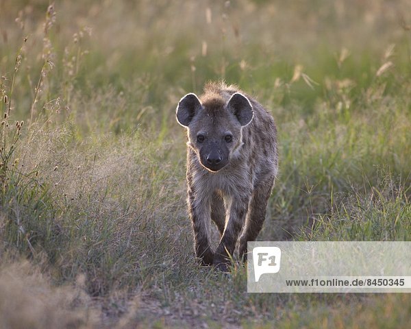 Ostafrika  Punkt  Serengeti Nationalpark  Afrika  Hyäne  Tansania