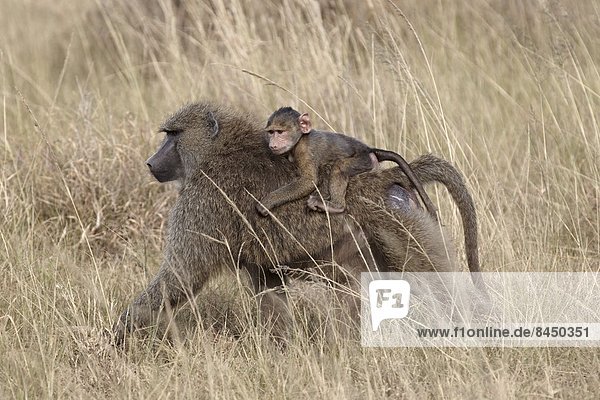 Ostafrika  fahren  Säuglingsalter  Säugling  Olive  Serengeti Nationalpark  Afrika  Pavian  Tansania