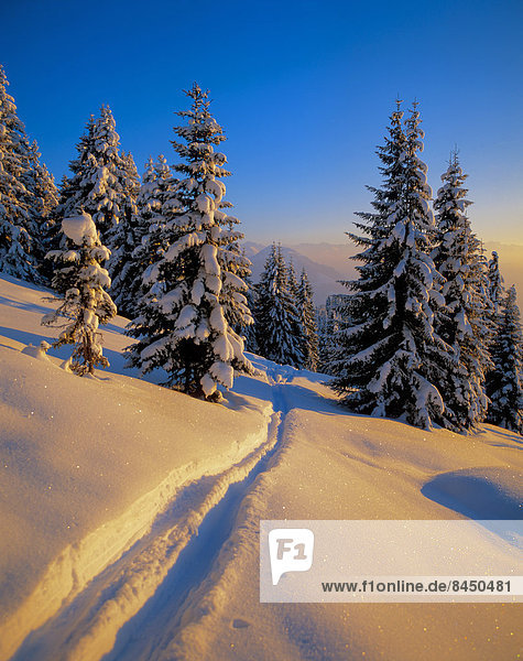 Winter landscape at Wilder Kaiser  Soell  Tyrol  Austria