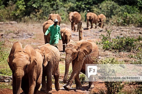 Ostafrika  Nairobi  Hauptstadt  nehmen  Elefant  Afrika  Elfenbein  Kenia