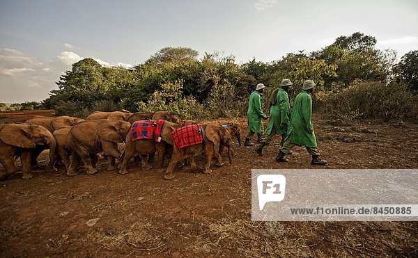 Ostafrika  Nairobi  Hauptstadt  Nacht  führen  Elefant  Afrika  Kenia  Blei