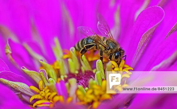 Honigbiene (Apis mellifera) auf einer Blüte