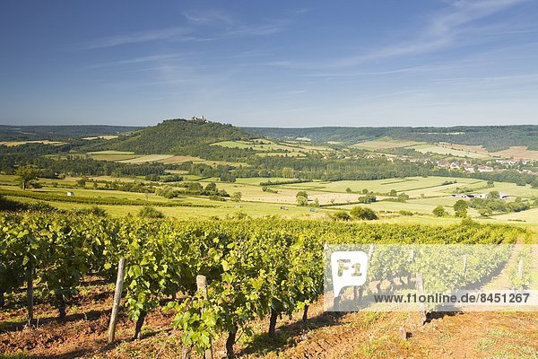 Vineyards near to the hilltop village of Vezelay in the Yonne area of Burgundy  France  Europe