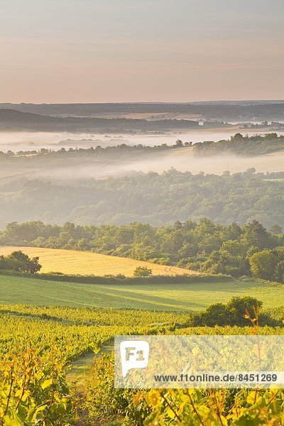 Vineyards near to Vezelay during a misty dawn  Yonne  Burgundy  France  Europe