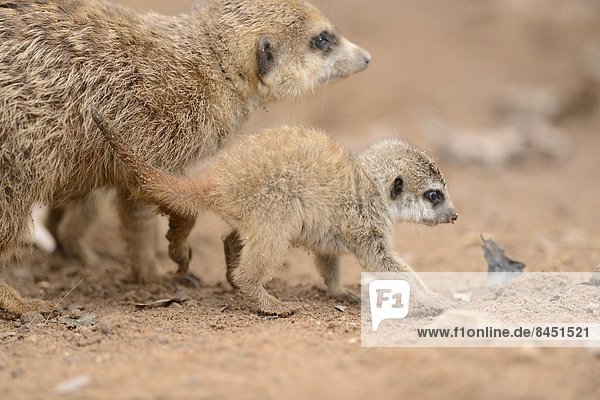 Erdmännchen-Baby (Suricata suricatta) mit Muttertier