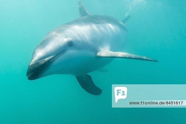 Delphin  Delphinus delphis  Unterwasseraufnahme  Pazifischer Ozean  Pazifik  Stiller Ozean  Großer Ozean  neuseeländische Südinsel  Dalbe  Kaikoura  Neuseeland
