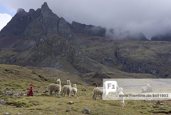 Llamas and herder  Andes  Peru  South America