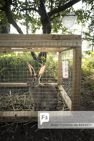 Kaninchen im Stall auf dem Hof gefangen