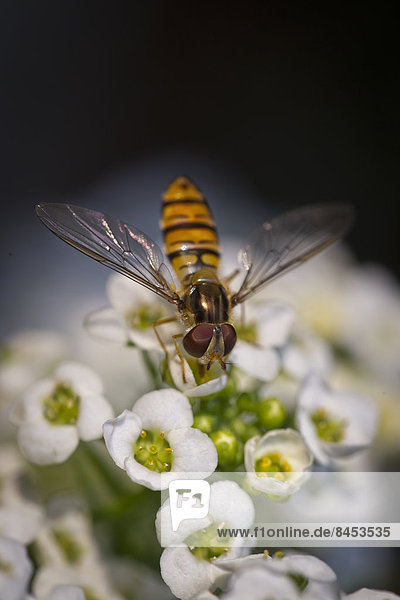 Schwebfliege (Syrphidae) auf weißen Steinkrautblüten (Alyssum)
