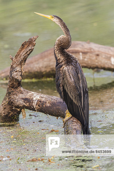 Altwelt-Schlangenhalsvogel (Anhinga melanogaster)  Keoladeo-Nationalpark  Rajasthan  Indien