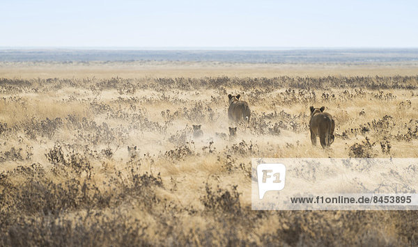 Löwinnen (Panthera leo) mit Jungen laufen durch Steppe  Etosha-Nationalpark  Namibia