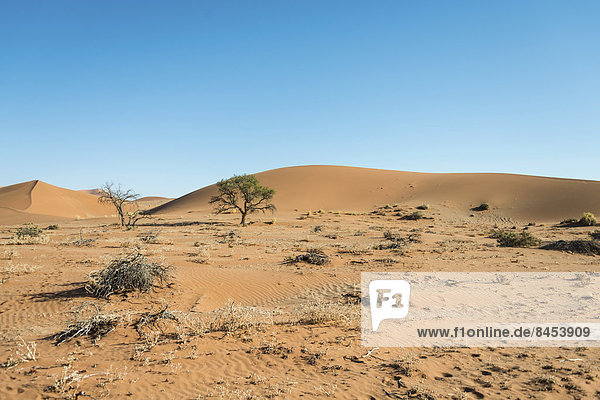 Dunes  Sossusvlei  Namib-Skeleton Coast National Park  Namibia