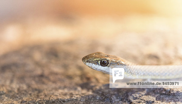Namib-Peitschennatter (Psammophis namibensis)  Living Desert Snake Park  Walvis Bay  Namibia