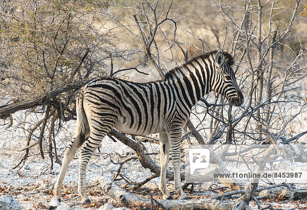 Steppenzebra (Equus burchellii)  Etosha-Nationalpark  Namibia