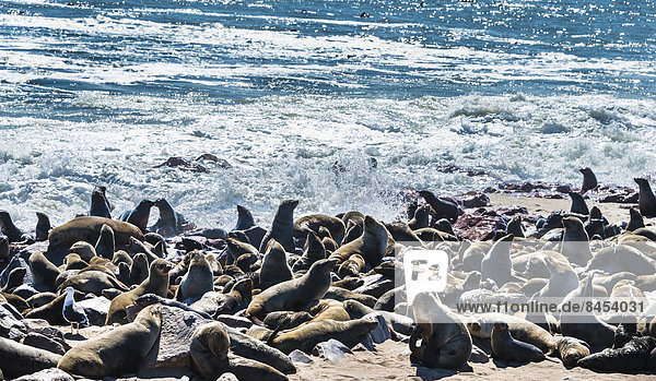 Robbenkolonie  Südafrikanische Seebären (Arctocephalus pusillus)  Dorob-Nationalpark  Kreuzkap  Namibia