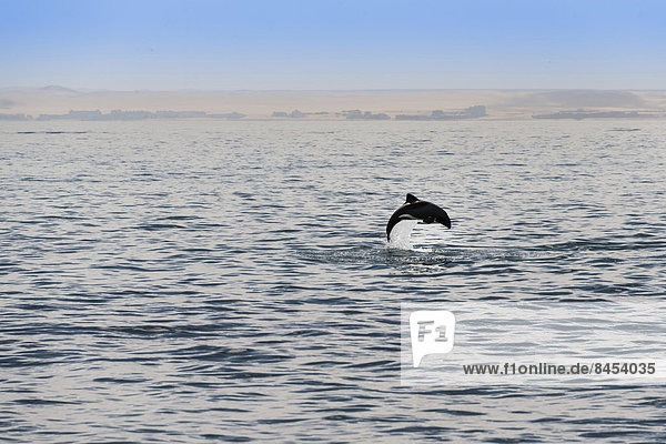 Heaviside-Delfin (Cephalorhynchus heavisidii) springt  bei Walvis Bay  Namibia