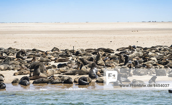 Robbenkolonie auf kleiner vorgelagerter Sandbank  Südafrikanische Seebären (Arctocephalus pusillus)  bei Walvis Bay  Namibia