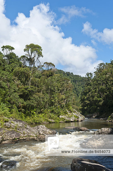 Bach  kleiner Wasserfall im Dschungel  Primärwald  Nationalpark Ranomafana  Provinz Fianarantsoa  Madagaskar