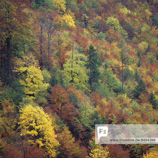 Wald im Herbst  Tatra  Region Mittelböhmen  Tschechien