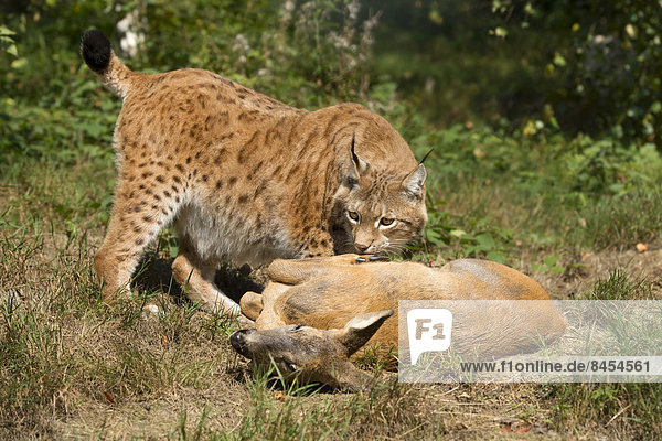 Luchs (Lynx lynx)  Männchen  mit Beutetier Reh (Capreolus capreolus)  captive  Thüringen  Deutschland