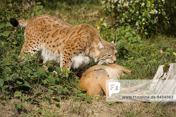 Luchs (Lynx lynx)  Männchen  mit Beutetier Reh (Capreolus capreolus)  captive  Thüringen  Deutschland