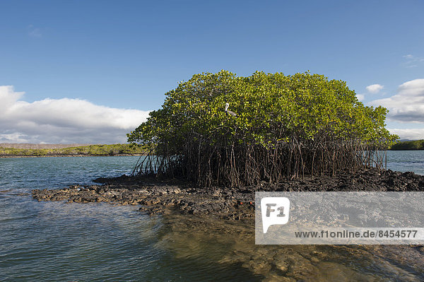 UNESCO-Welterbe Santa Cruz Island Galapagos Ecuador Galapagosinseln Santa-Cruz-Inseln