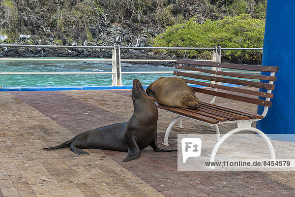 nebeneinander neben Seite an Seite ruhen Sitzbank Bank Seelöwe Santa Cruz Island Galapagos Ecuador Galapagosinseln Santa-Cruz-Inseln