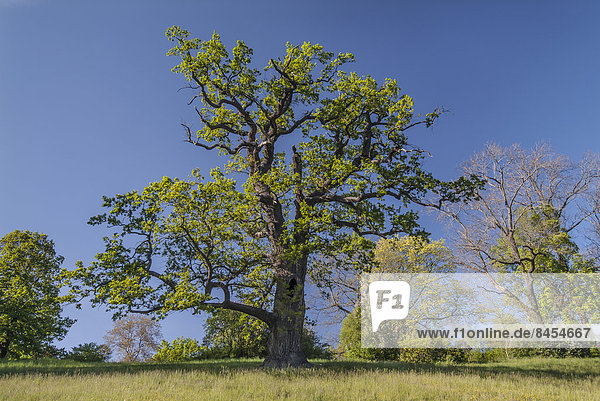 Alte Eiche (Quercus robur) im Landschaftspark  Schloss und Park Ettersburg  Weimar  Thüringen  Deutschland