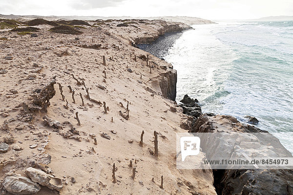 Auf den sandigen Klippen des Strandes Praia de Boa Esperanca haben sich Fulgurite  vom Blitz zusammengeschmolzene Sandröhre  gebildet und ragen aus dem Sand heraus  Nordküste  Insel Boa Vista  Kapverden