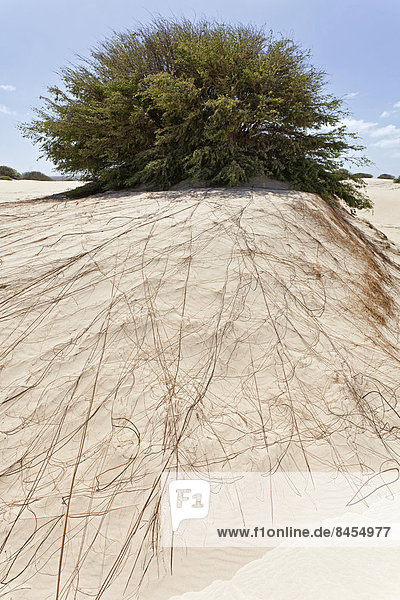 Langes und weit verzweigtes Wurzelgeflecht eines Busches in den Sanddünen der Wüste Deserto Viana  Boa Vista  Kapverden