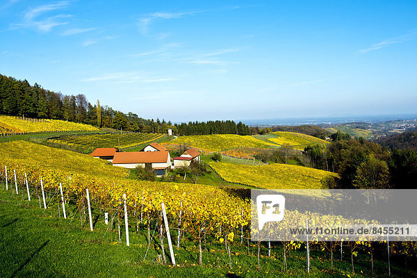Vineyards in autumn  at Gamlitz  Southern Styria  Styria  Austria