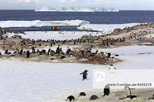 Pinguinkolonie  Adeliepinguine (Pygoscelis adeliae)  Devil Island  Weddell-Meer  Antarktis
