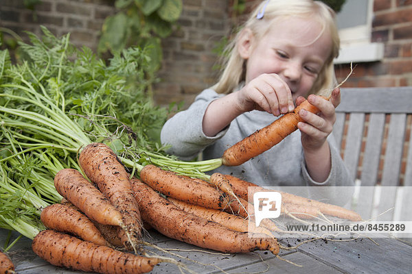 A child inspecting freshly picked carrots with mud on them.